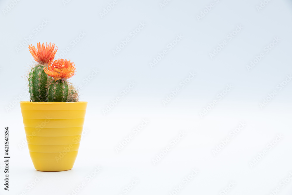 Small cactus plant with orange flower in a yellow pot, isolated over white background with copy space.