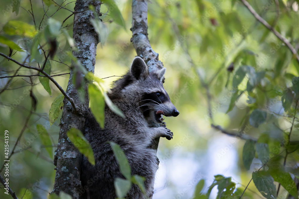 Fototapeta premium Raccoon Climbing Tree