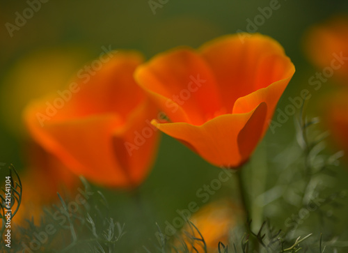 Flora of Gran Canaria -  Eschscholzia californica  the California poppy  introduced and invasive species natural macro floral background 