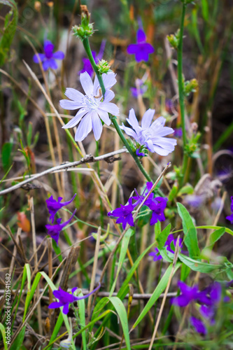 The common chicory (lat. Cichorium intybus), of the family Asteraceae.