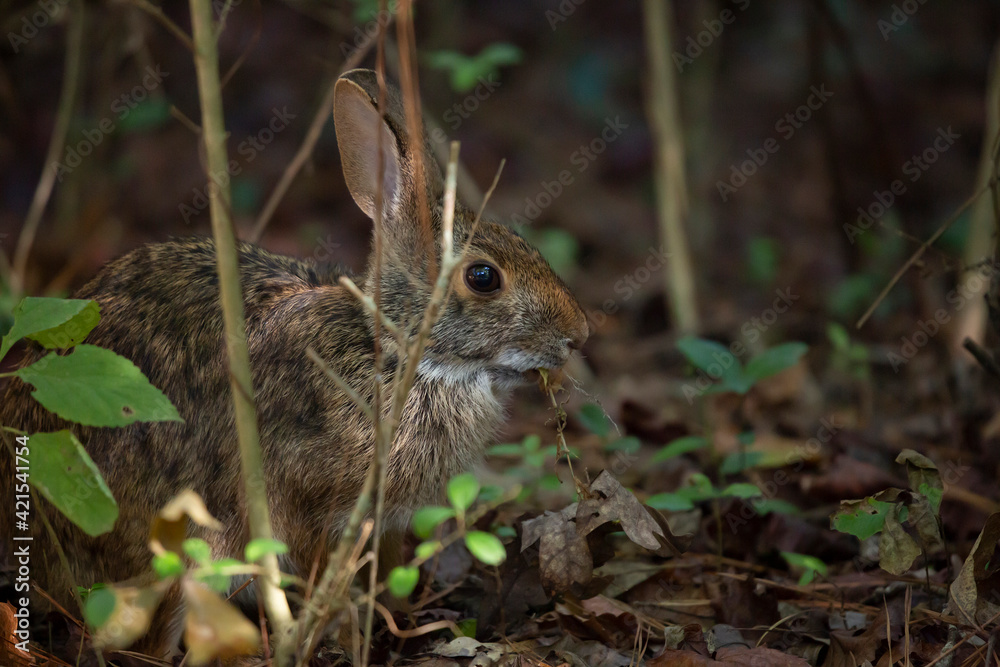 Fototapeta premium Eastern Cottontail Rabbit