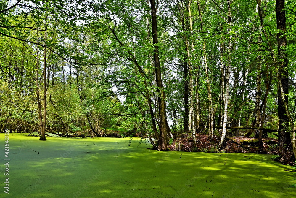 Obraz premium Czech Republic-view of the wetland in a nature reserve near Pametnik