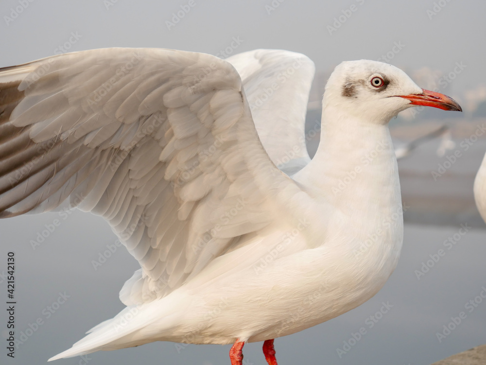 Group of Seagulls standing on bridge railing Group of Seagulls standing on bridge railing