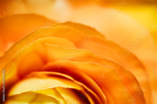 Macro de pétales de fleur orangée renoncule - Arrière plan design abstrait pétales de fleur