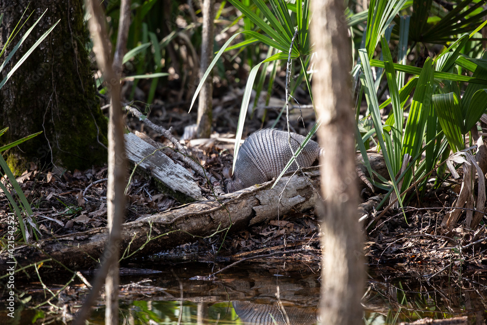 Nine-Banded Armadillo Foraging Nine-Banded Armadillo Foraging