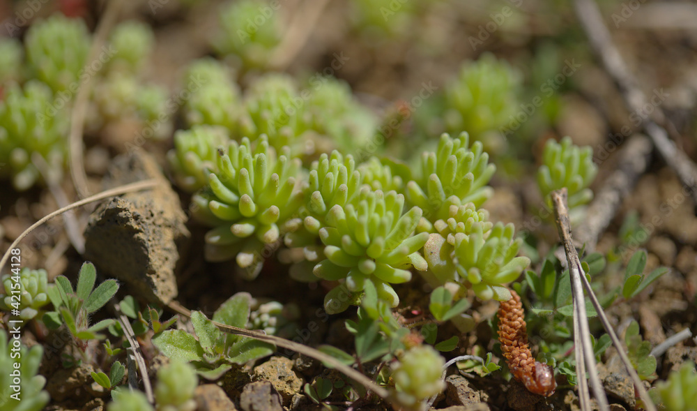 Obraz premium Flora of Gran Canaria - Sedum rubens, red stonecrop, natural macro floral background