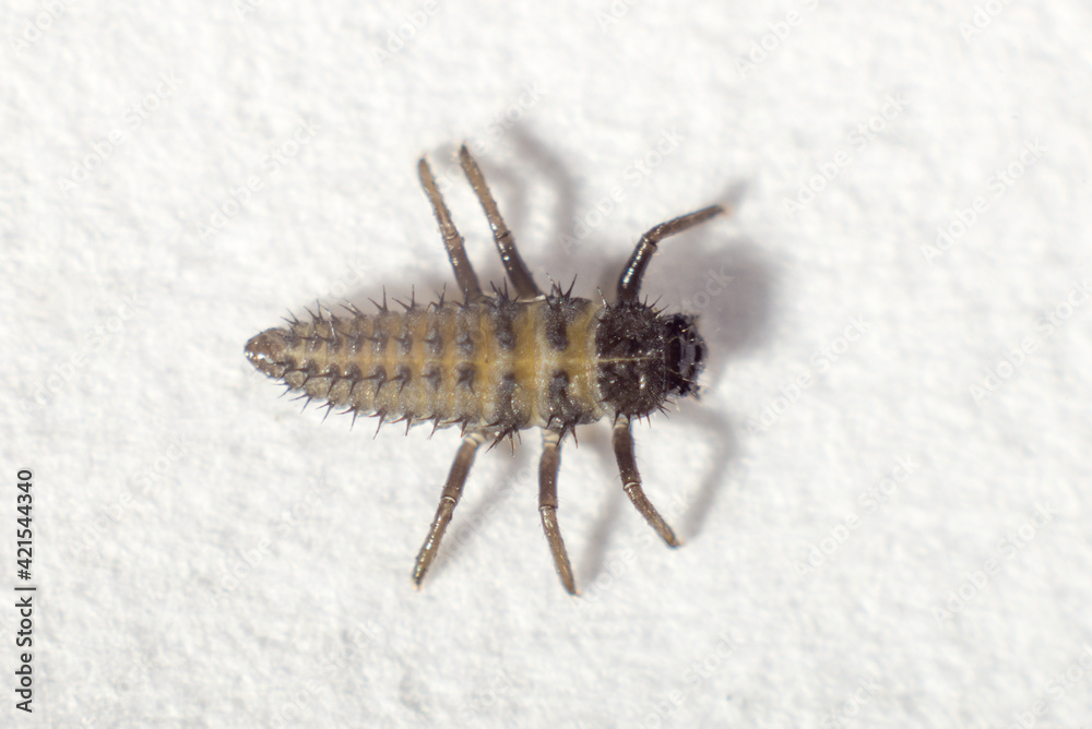 Obraz premium black scary beetle on a white macro background