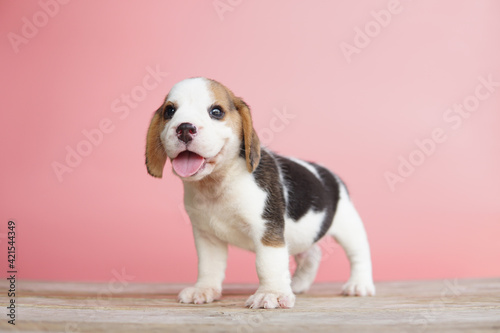 Smile beagle puppy on isolated pink background.