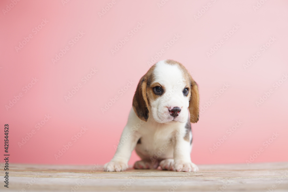 beagle puppy sitting on the floor with pink background. Dog picture have copy space for advertisement.