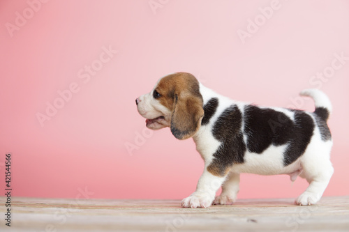 Puppy walk on wood floors. Cute beagle on pink background.