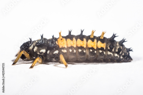 baby insect pupa Coccinellidae on a white background macro series
