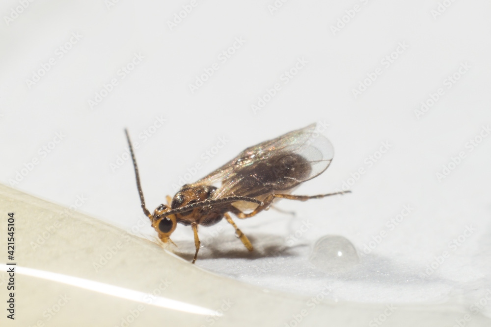 Obraz premium fly drinks on a bright background macro