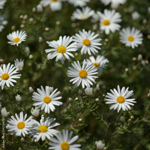 Flora of Gran Canaria - Argyranthemum, marguerite daisy endemic to the Canary Islands