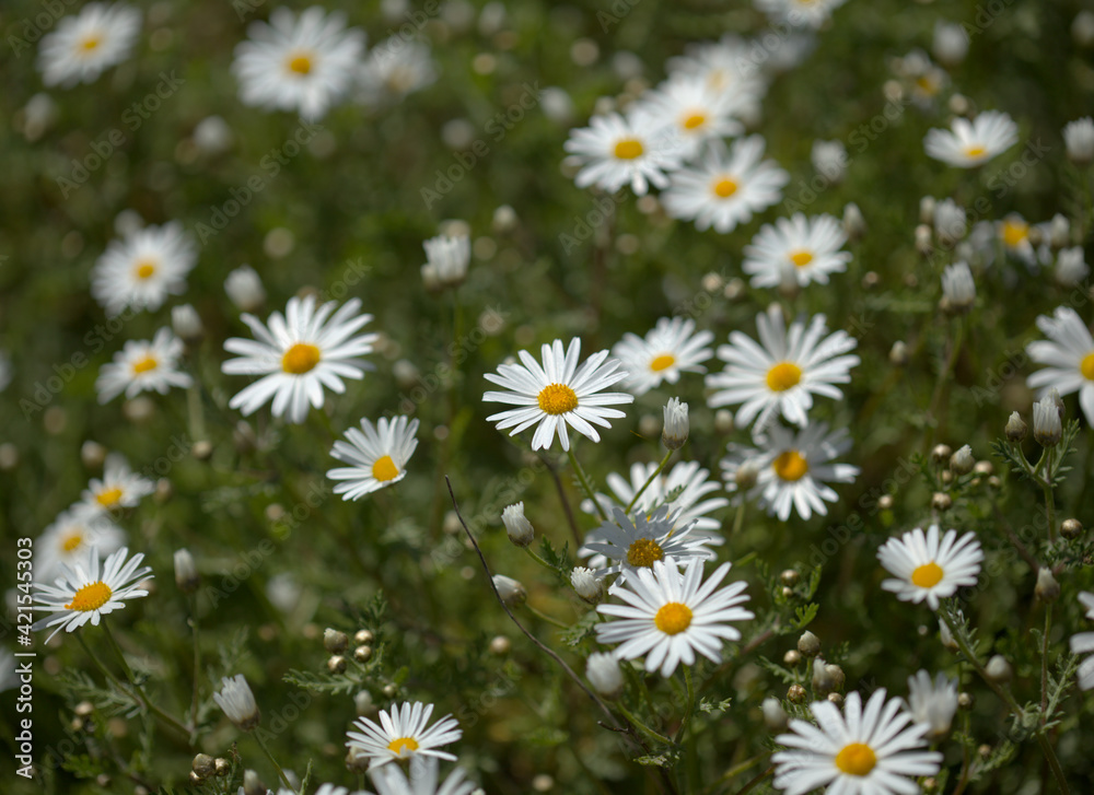 Flora of Gran Canaria - Argyranthemum, marguerite daisy endemic to the Canary Islands Flora of Gran Canaria - Argyranthemum, marguerite daisy endemic to the Canary Islands