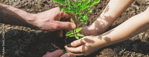 фотографія The child and father are planting tomatoes in the garden