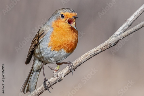 Singendes Rotkehlchen auf einem Ast © Micha Trillhaase
