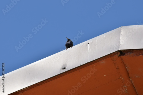 Uccello nero, gracchio e cielo azzurro