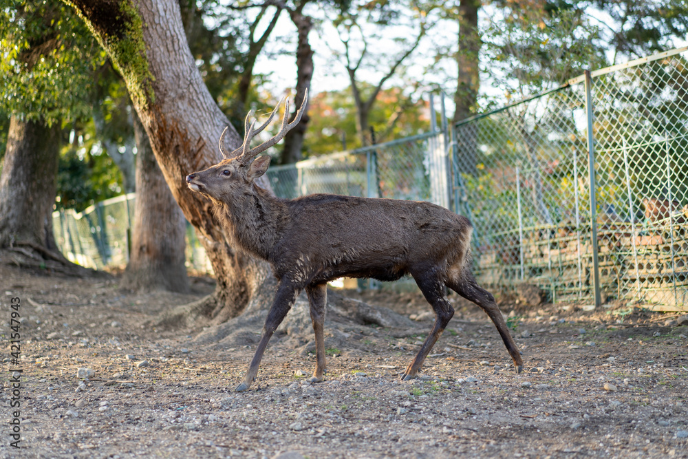 Naklejka premium Proud deer with antlers walking at a side angle