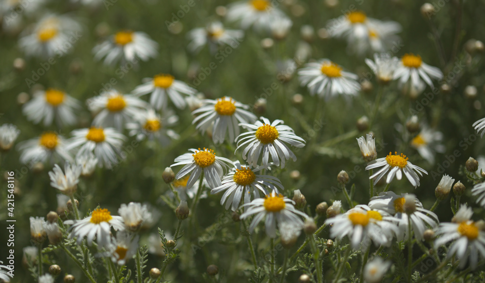 Flora of Gran Canaria - Argyranthemum, marguerite daisy endemic to the Canary Islands
Flora of Gran Canaria - Argyranthemum, marguerite daisy endemic to the Canary Islands