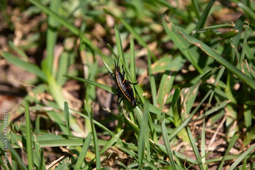 Southeastern Lubber Grasshopper Southeastern Lubber Grasshopper