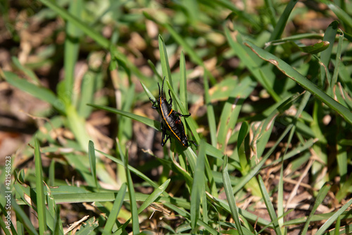 Southeastern Lubber Grasshopper