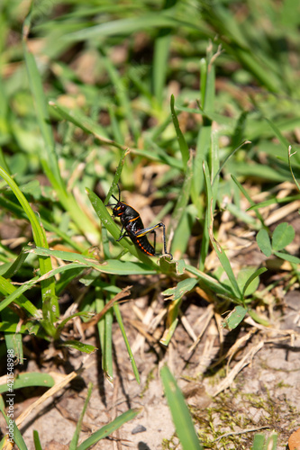 Southeastern Lubber Grasshopper © Brandy McKnight