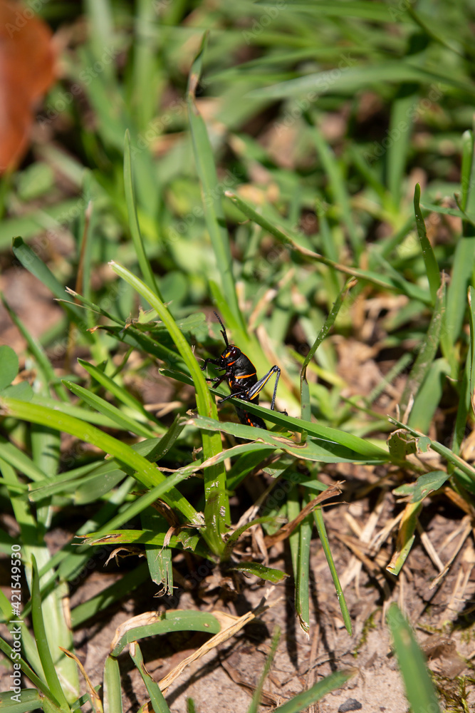 Southeastern Lubber Grasshopper Southeastern Lubber Grasshopper