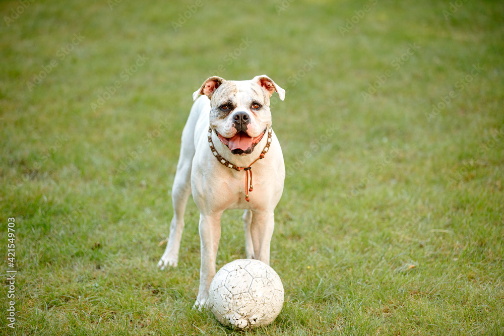 White American Bulldog with a bitten ball in garden. Dog on the green lawn. Dog piss in the garden. Lawn maintenance with dogs and animals. Urine on the lawn. Dog and ball. Copy Space White American Bulldog with a bitten ball in garden. Dog on the green lawn. Dog piss in the garden. Lawn maintenance with dogs and animals. Urine on the lawn. Dog and ball. Copy Space