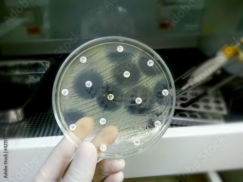 Antimicrobial susceptibility testing in petri dish. Antibiotic resistance of bacteria photo