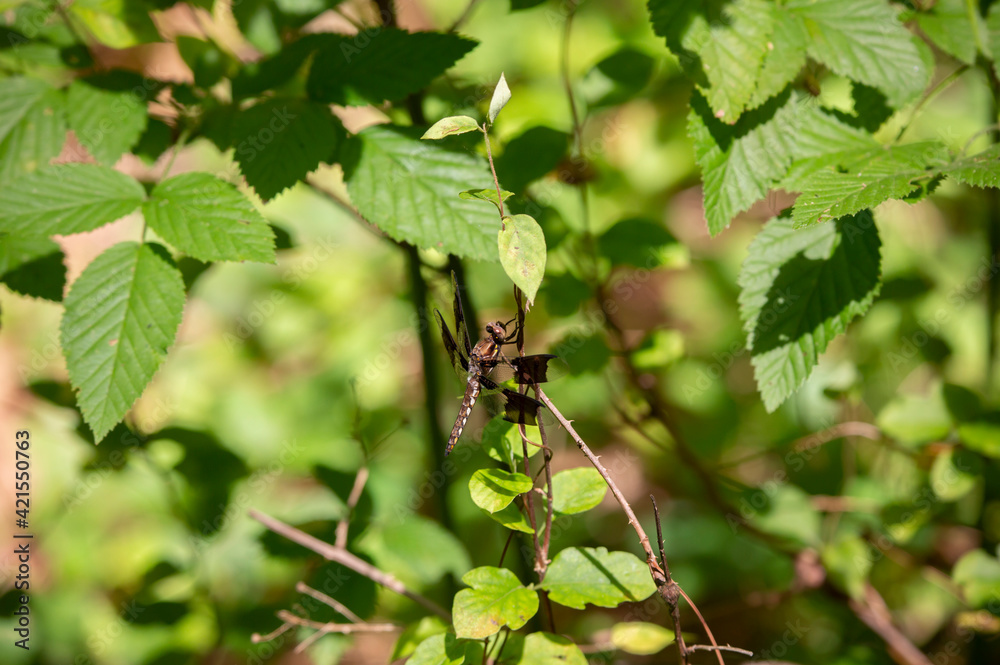Common Whitetail Dragonfly Common Whitetail Dragonfly