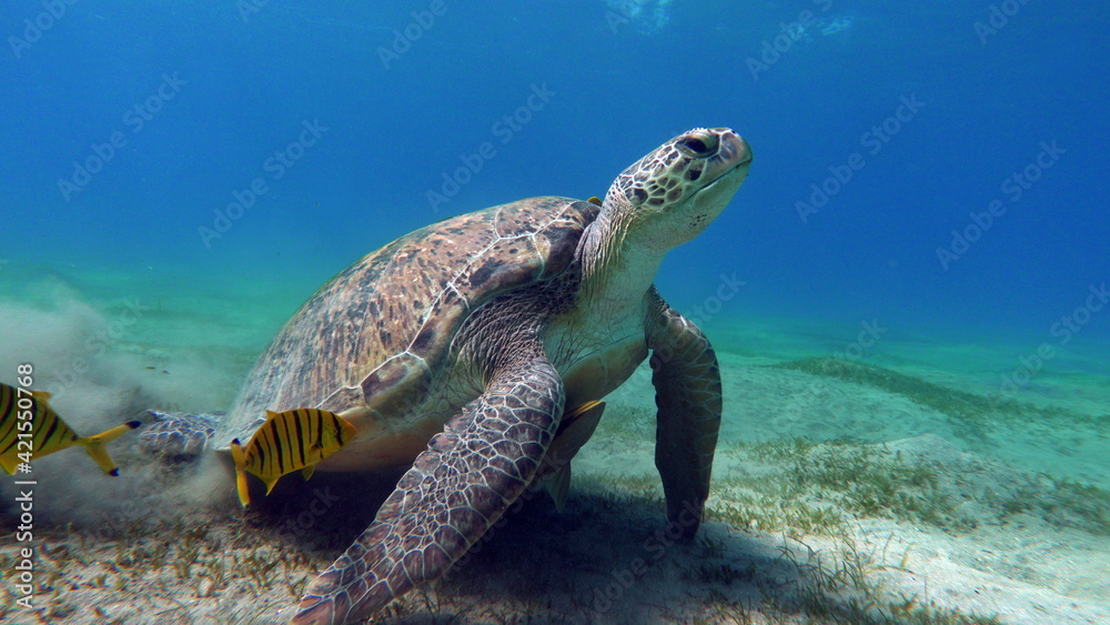Obraz premium Big Green turtle on the reefs of the Red Sea.