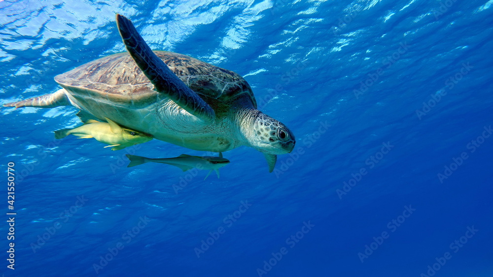 Fototapeta premium Big Green turtle on the reefs of the Red Sea.