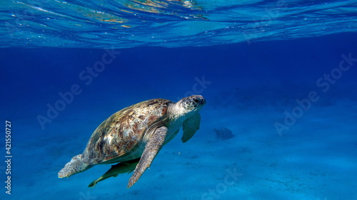 Big Green turtle on the reefs of the Red Sea.