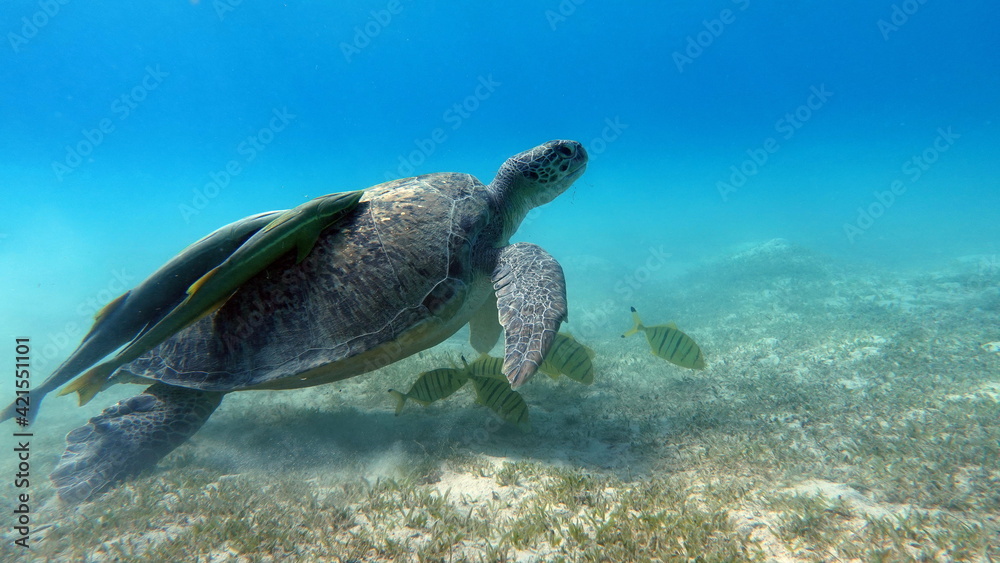 Obraz premium Big Green turtle on the reefs of the Red Sea.