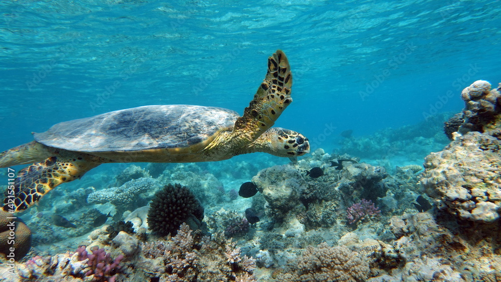 Obraz premium Sea turtles . Great Reef Turtle .Bissa.