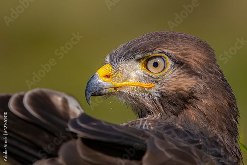 Close up of a majestic Jackal Buzzard juvenile photo