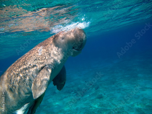 Dugongo. Sea Cow in Marsa Alam. Marsa Mubarak bay. © Vitalii6447