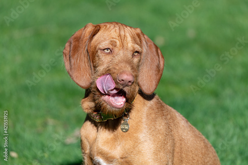 portrait of a Vizsla with its tongue sticking out