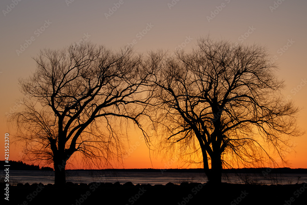 silhouette of two trees