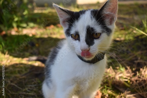 little cat