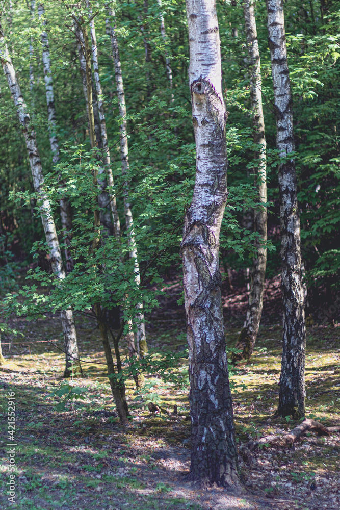 Obraz premium trees in spring at Halde Beckstraße