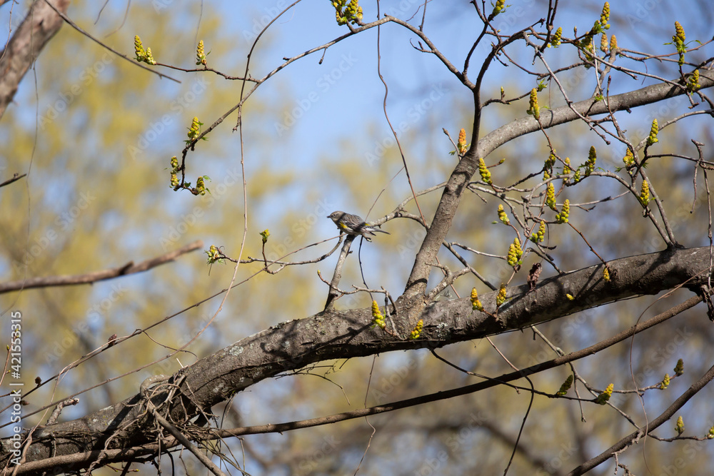 Male Yellow-Rumped Warbler Eating Male Yellow-Rumped Warbler Eating