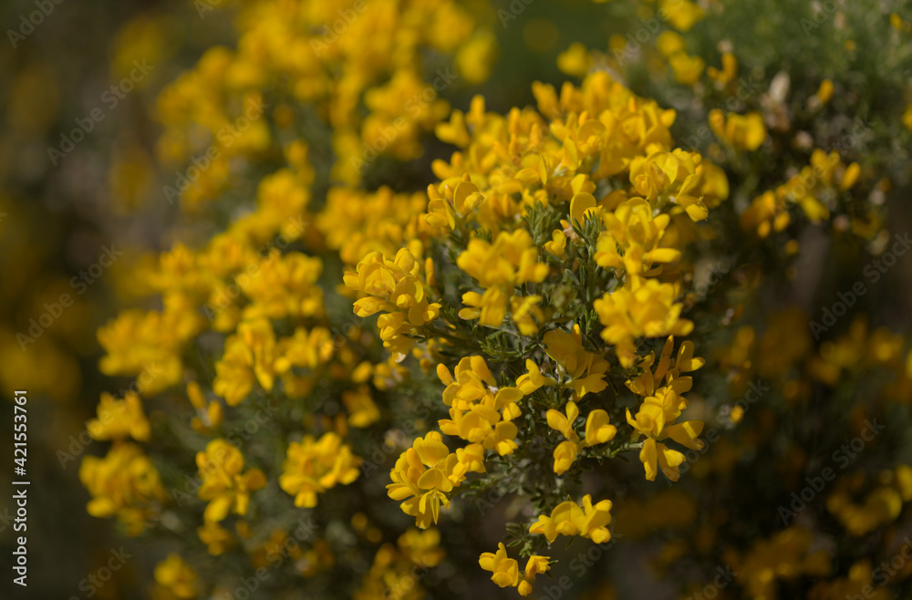 Flora of Gran Canaria - bright yellow flowers of Teline microphylla, broom species endemic to the island, natural macro floral background
Flora of Gran Canaria - bright yellow flowers of Teline microphylla, broom species endemic to the island, natural macro floral background