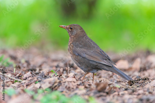 Common blackbird female - Turdus merula - Eurasian blackbird