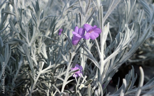Violet flowers and white hairy leaves of Eremophila Nivea, known also as Silky eremophila. It is a shrub flowering plant originated from Australia photo