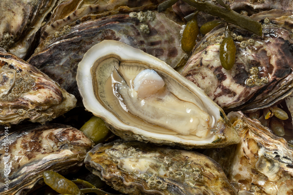 Fresh raw Pacific oysters, Japanese oysters and an open one close up Fresh raw Pacific oysters, Japanese oysters and an open one close up