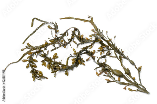 Bladder wrack seaweed on white background
