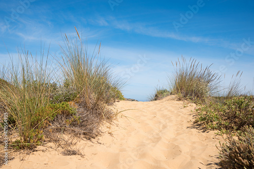 Fototapeta Naklejka Na Ścianę i Meble -  sandy path and dune grass, Portugal landscape