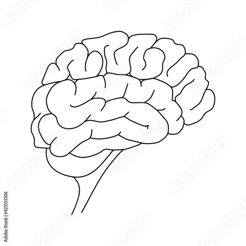 Fototapeta Naklejka Na Ścianę i Meble -  Human brain outline. Mental health. Hand drawing. Vector illustration. white background.