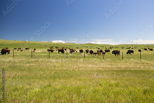 Bison herd grazing in Montana © Martina